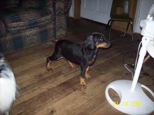 AKCREGDobermanPinscherpuppiesforsale